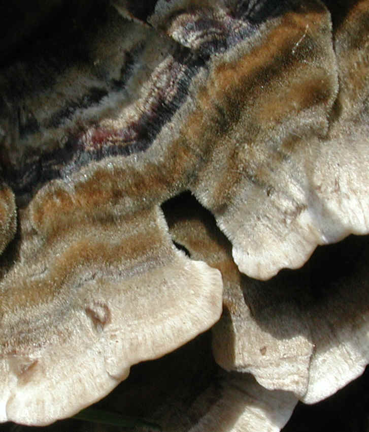fau-coriolusversicolor-07
