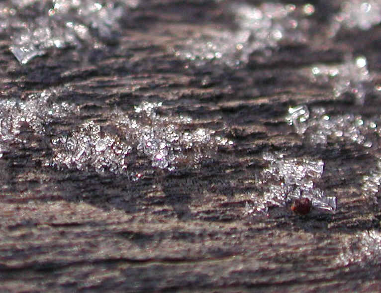 Frost: The Jewels of Winter - 10b