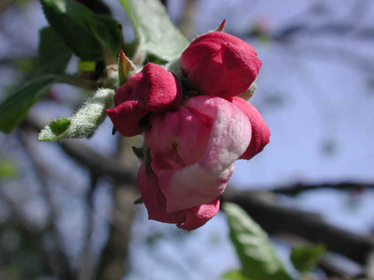 Wild Apple (Malus spp.) - 07