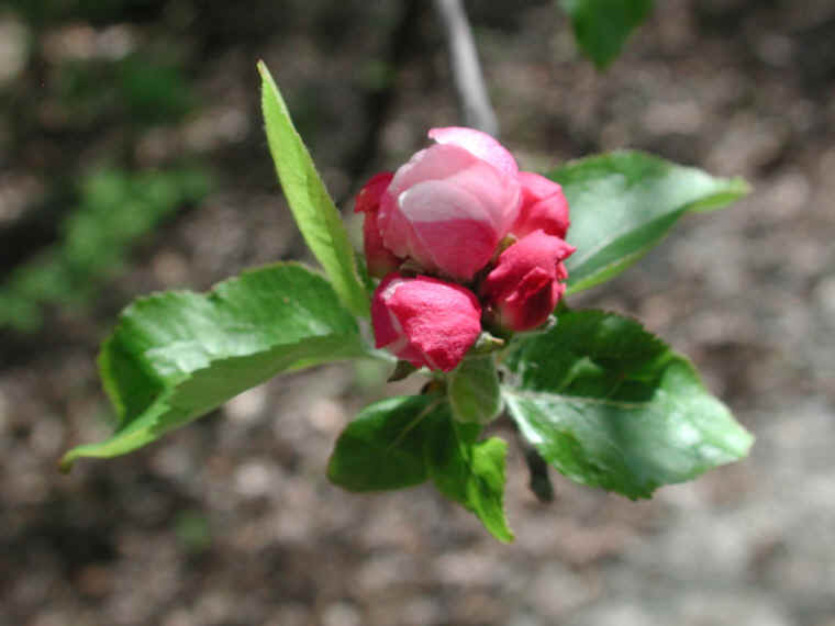 Wild Apple (Malus spp.) - 15