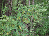 Barberry Common (Berberis vulgaris L.) - 01