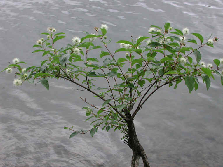 Button Bush or Buttonbush (Cephalanthus occidentalis) - 03