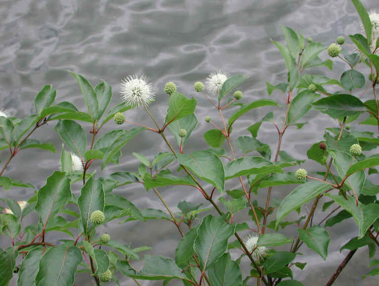 Button Bush or Buttonbush (Cephalanthus occidentalis) - 04