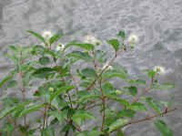 Button Bush or Buttonbush (Cephalanthus occidentalis) - 05