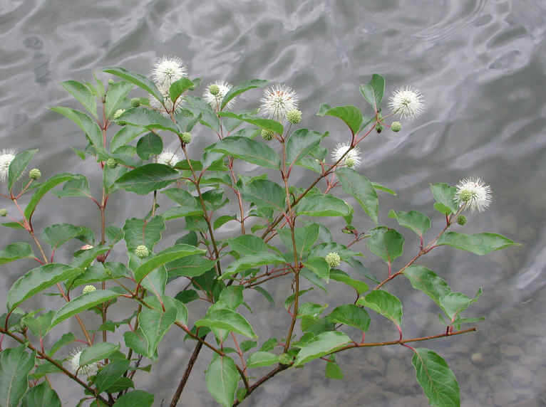 Button Bush or Buttonbush (Cephalanthus occidentalis) - 06