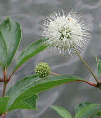 Button Bush or Buttonbush (Cephalanthus occidentalis) - 07a