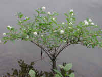 Button Bush or Buttonbush (Cephalanthus occidentalis) - 09