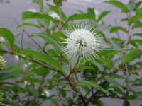 Button Bush or Buttonbush (Cephalanthus occidentalis) - 10