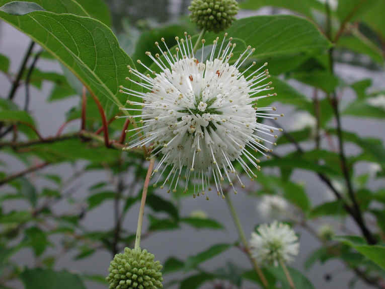 Button Bush or Buttonbush (Cephalanthus occidentalis) - 11