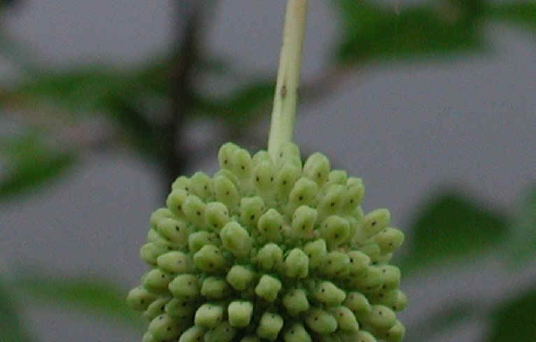 Button Bush or Buttonbush (Cephalanthus occidentalis) - 11a
