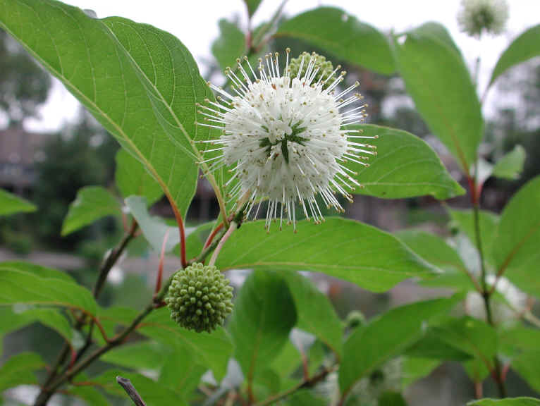 Button Bush or Buttonbush (Cephalanthus occidentalis) - 12