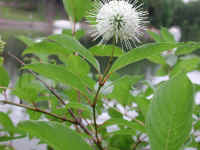 Button Bush or Buttonbush (Cephalanthus occidentalis) - 13