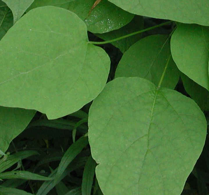 Northern Catalpa (Catalpa speciosa, Family Bignoniaceae) Also called