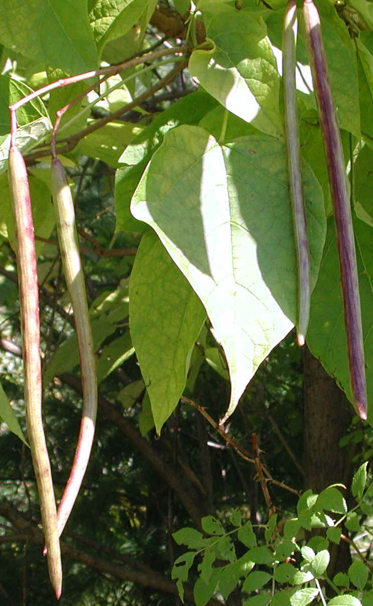 Northern Catalpa (Catalpa speciosa, Family Bignoniaceae