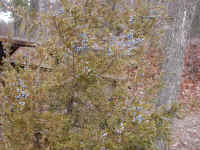 Eastern Red Cedar (Juniperus virginiana) - 09