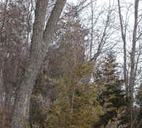 Eastern Red Cedar (Juniperus virginiana) - 10
