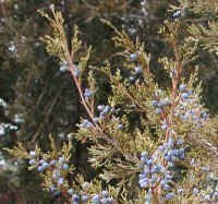Eastern Red Cedar (Juniperus virginiana) - 12a