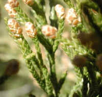 Eastern Red Cedar (Juniperus virginiana) - 14