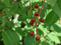 Wild Black Cherry (Prunus serotina) - 04