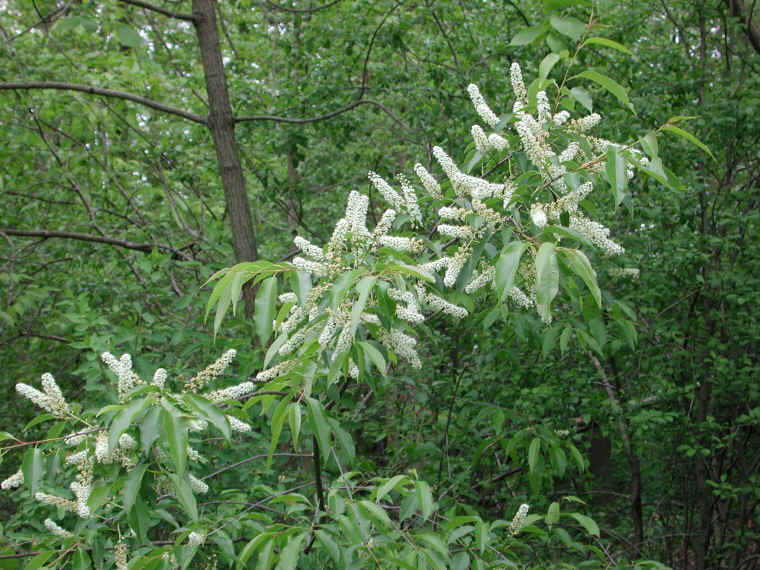Wild Black Cherry (Prunus serotina) - 06 - Flowering Trees ...