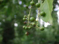 Wild Black Cherry (Prunus serotina) - 08