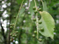 Wild Black Cherry (Prunus serotina) - 09