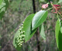 Wild Black Cherry (Prunus serotina) - 12a