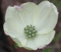 Flowering Dogwood (Cornus florida) - 02
