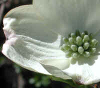 Flowering Dogwood (Cornus florida) - 07
