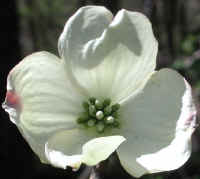 Flowering Dogwood (Cornus florida) - 08