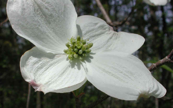 Flowering Dogwood (Cornus florida) - 10
