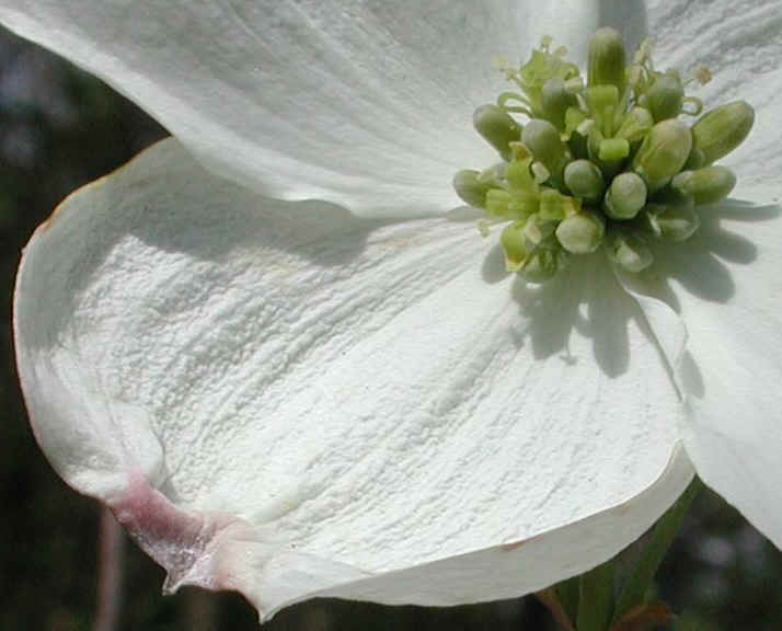 Flowering Dogwood (Cornus florida) - 10a