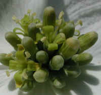 Flowering Dogwood (Cornus florida) - 11