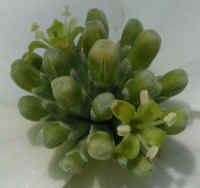 Flowering Dogwood (Cornus florida) - 12