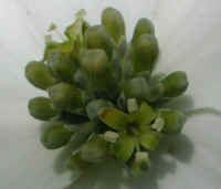 Flowering Dogwood (Cornus florida) - 14