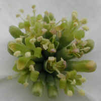 Flowering Dogwood (Cornus florida) - 16