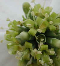 Flowering Dogwood (Cornus florida) - 17