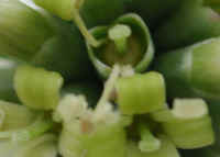 Flowering Dogwood (Cornus florida) - 18