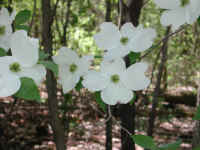 Flowering Dogwood (Cornus florida) - 20