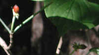 Flowering Dogwood (Cornus florida) - 22