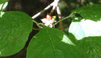 Flowering Dogwood (Cornus florida) - 23