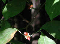 Flowering Dogwood (Cornus florida) - 24
