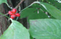 Flowering Dogwood (Cornus florida) - 25