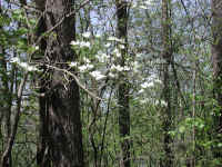 Flowering Dogwood (Cornus florida) - 35