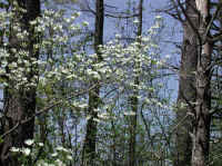Flowering Dogwood (Cornus florida) - 36