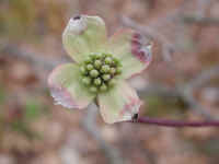 Flowering Dogwood (Cornus florida) - 37