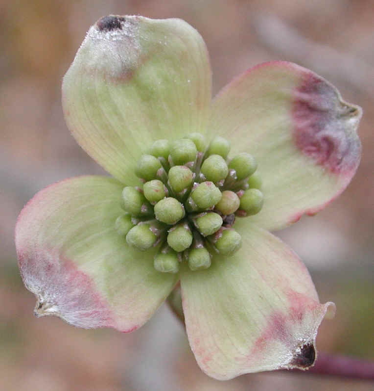Flowering Dogwood (Cornus florida) - 37a