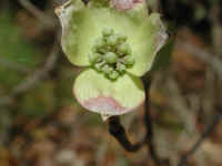 Flowering Dogwood (Cornus florida) - 38