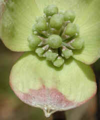 Flowering Dogwood (Cornus florida) - 38a