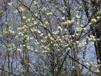 Flowering Dogwood (Cornus florida) - 40